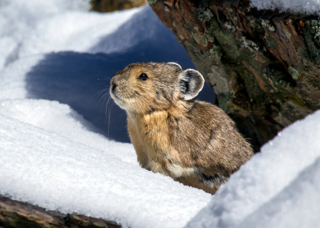 Pika in snow