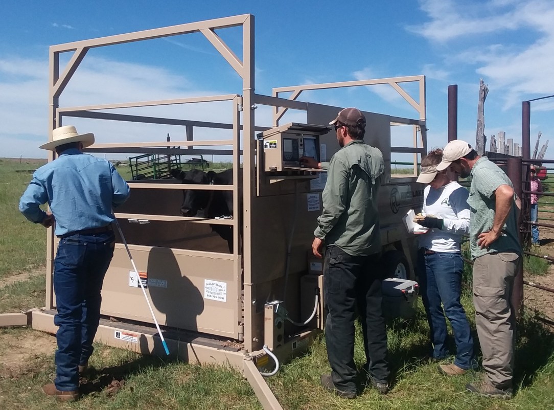Weighing cattle with the Thunder Basin Grassland Prairie Ecosystem Association team.