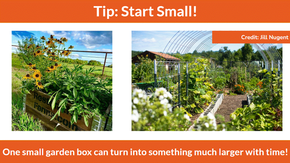 Pictures of a garden box