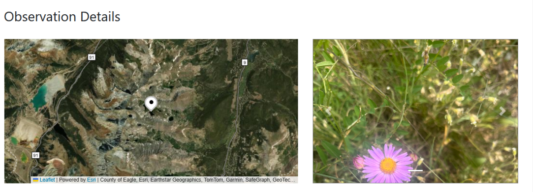 Observation Details partial screen shot showing map and a photo of a wildlflower